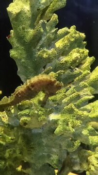 Kuda laut di karang
