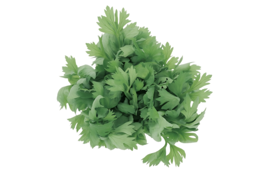 Fresh vibrant green lovage leaves, a culinary herb for healthy eating and flavoring dishes, seen from a top view perspective. isolated on transparent background