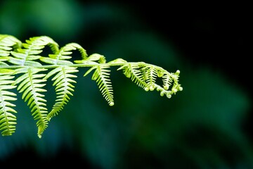 close up of fern leaves