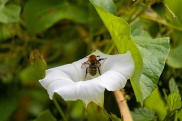 bee on a flower