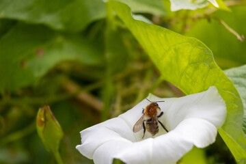bee on a flower