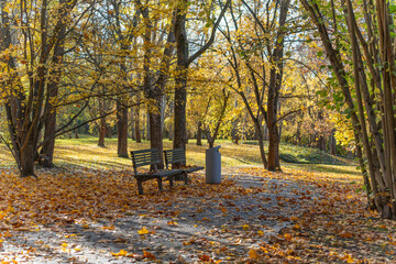 Quiet grove in late fall. Golden trees line a peaceful park grove with empty benches. Low sunlight paints warm tones across fallen leaves.