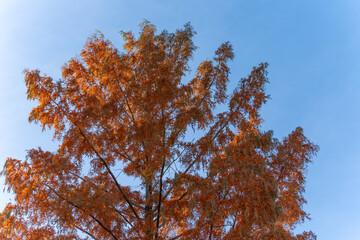 Autumn tree canopy likely dawn redwood, Metasequoia glyptostroboides. Fiery orange foliage fills the frame against a blue sky. The deciduous conifers canopy glows in late-season light.