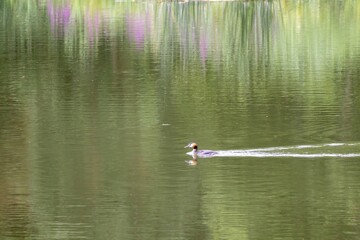 family grebe on the lake