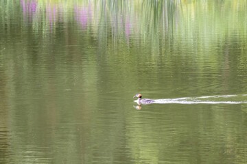 family grebe on the lake