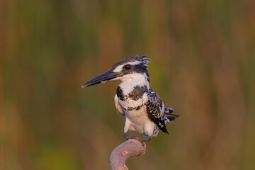 Pied Kingfisher Ceryle rudis perched near water in natural habitat
