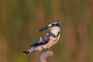 Pied Kingfisher Ceryle rudis hovering above water ready to dive for fish