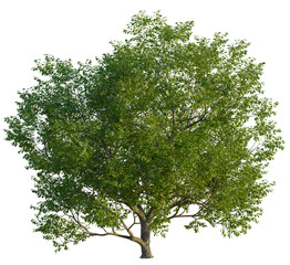 Quercus cerris tree, front view, cutout, transparent, isolate, Lush green deciduous tree with vibrant foliage perfect for design projects