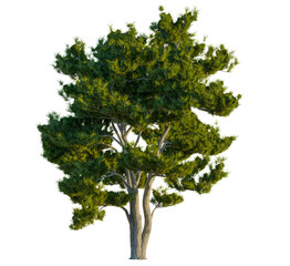 Obraz premium Pinus halepensis tree, front view, cutout, transparent, isolate, Lush green pine tree with textured bark stands tall in sunlight