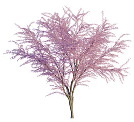 Obraz premium Tamarix gallica tree, front view, cutout, transparent, isolate, Delicate pink blooming tree branches with intricate foliage detail