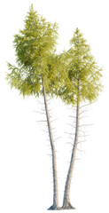 Fototapeta premium Larix laricina tree, front view, cutout, transparent, isolate, Two slender trees with vibrant green foliage reaching skyward