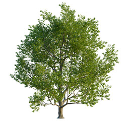 Quercus cerris tree, front view, cutout, transparent, isolate, Vibrant green deciduous tree with...