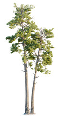 Pinus radiata tree, front view, cutout, transparent, isolate, Majestic pine trees reaching towards the sky with lush green foliage