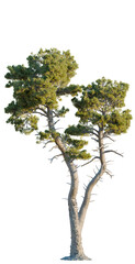 Fototapeta premium Pinus muricata tree, front view, cutout, transparent, isolate, Majestic pine tree with dual trunks and lush green foliage