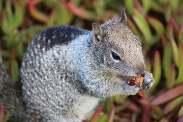 California Ground Squirrel