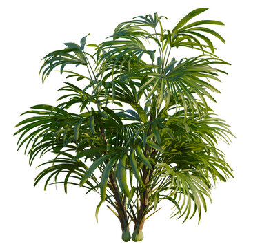 Rhapis excelsa tree, front view, cutout, transparent, isolate, Lush green palm plant with vibrant leaves, perfect for tropical decor