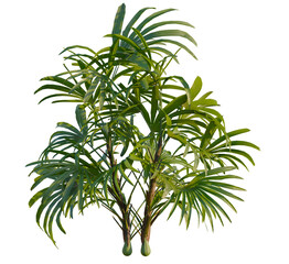 Rhapis excelsa tree, front view, cutout, transparent, isolate, Lush green palm fronds evoke tropical paradise, bringing vibrant life indoors