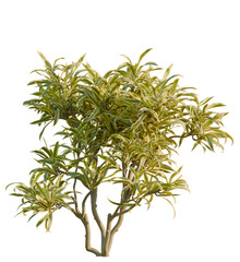 Dracaena reflexa variegata tree, front view, cutout, transparent, isolate, Striking dracaena fragrans plant with variegated leaves for vibrant designs