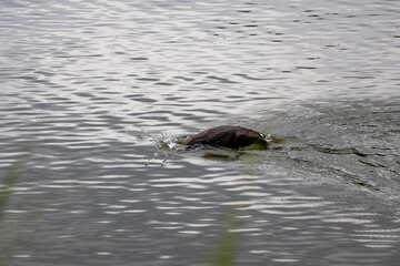 great crested grebe
