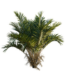 Naklejka premium Salacca zalacca tree, front view, cutout, transparent, isolate, Vibrant palm tree brings tropical paradise vibes to your projects