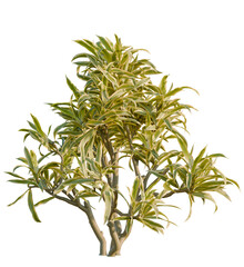 Dracaena reflexa variegata tree, front view, cutout, transparent, isolate, Elegant dracaena plant with vibrant green and yellow leaves for design work