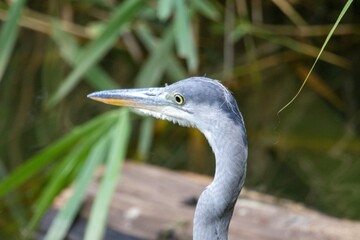 great blue heron