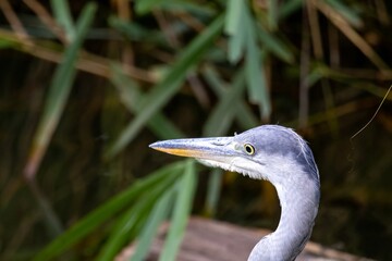 great blue heron