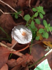 Champignon oeuf au plat