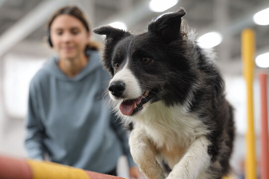 Exciting action shot of a Border Collie leaping over an agility obstacle with its trainer in the background. Perfect for illustrating pet care, training, and active lifestyles.