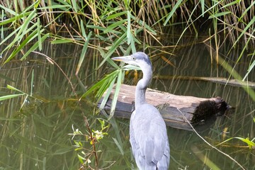 great blue heron