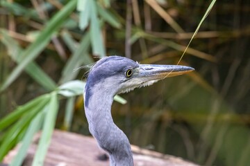 great blue heron