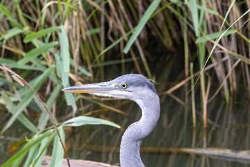 great blue heron