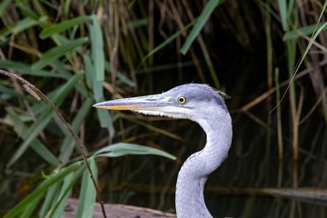 great blue heron