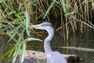 great blue heron