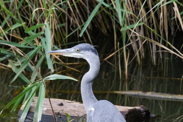 great blue heron