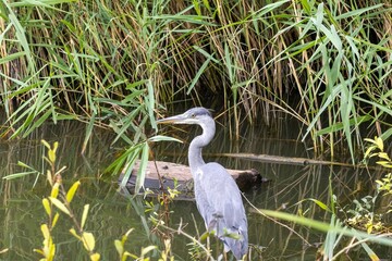great blue heron
