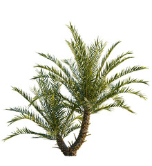 Fototapeta premium Blechnum gibbum tree, front view, cutout, transparent, isolate, Vibrant green palm tree provides a tropical island paradise feeling now