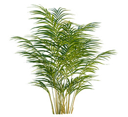 Dypsis lutescens tree, front view, cutout, transparent, isolate, Lush green bamboo plant with slender stalks and vibrant leaves