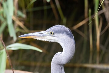 great blue heron