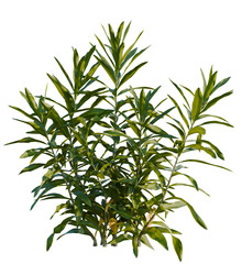 Dracaena reflexa tree, front view, cutout, transparent, isolate, Vibrant green plant with lush leaves for tropical or botanical designs