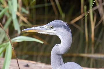 great blue heron