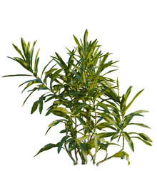 Dracaena reflexa tree, front view, cutout, transparent, isolate, Lush green plant brings a vibrant, tropical feel to any design project