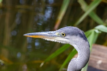 great blue heron