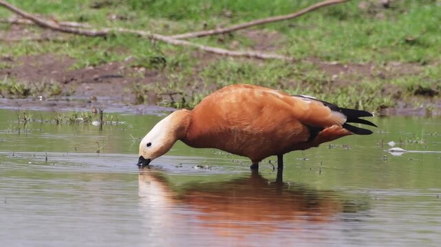 Ruddy Shelduck wading in shallow water at Bhigwan, Maharashtra, India