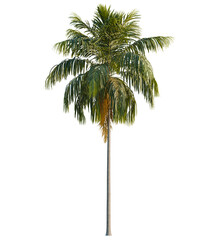 Fototapeta premium Howea forsteriana tree, front view, cutout, transparent, isolate, Tall lush palm tree with vibrant green fronds against a stark void