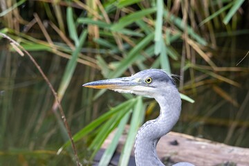 great blue heron