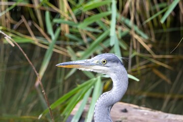 great blue heron
