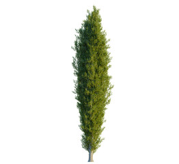 Cupressus sempervirens tree, front view, cutout, transparent, isolate, Elegant Italian cypress tree adds Mediterranean charm to landscape designs