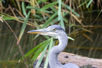 great blue heron