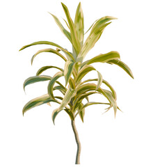 Dracaena reflexa variegata tree, front view, cutout, transparent, isolate, Vibrant corn plant brings natural beauty, perfect for modern interiors
